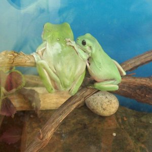 Frog Friends