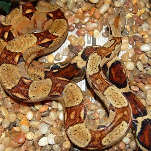 Red Pastel female