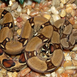 Red Group Het Ivory Male