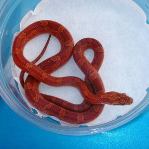 bloodred