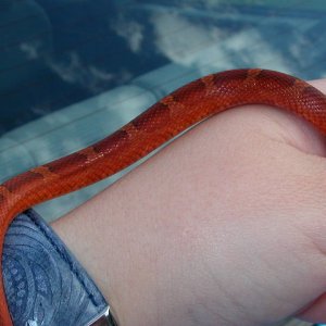 bloodred