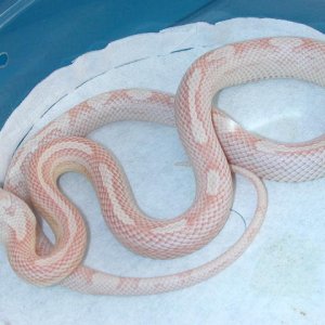 snow motley