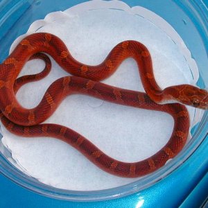 bloodred