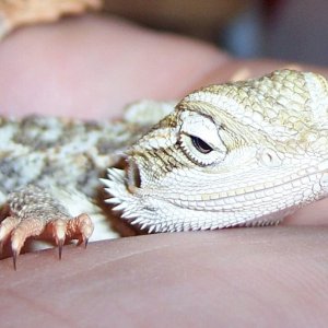 My New Baby Beardie : Matisyahu