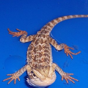 My New Baby Beardie : Matisyahu Pic # 2