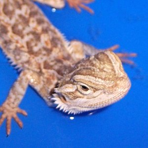 My New Baby Beardie : Matisyahu Pic # 3