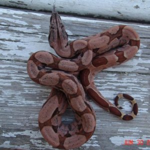 Salmontine ph sharp albino