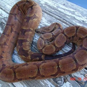 My new 75% adult female salmontine