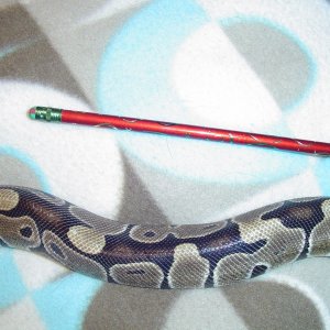 Pencil Thin