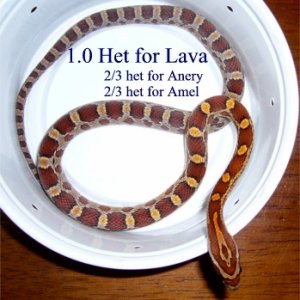 Normal Het for Lava male