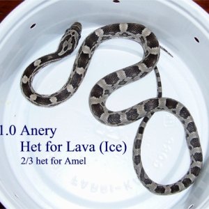 Anery Het for Lava male