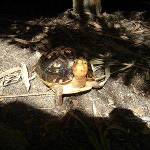Female Flavo