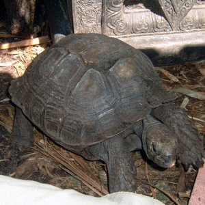 Burmese Mountain Brown