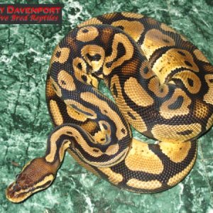 Adult male pastel