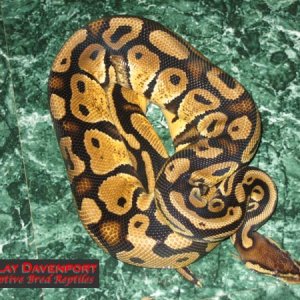Adult male pastel