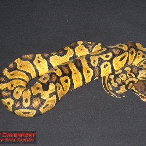 Female Pastel