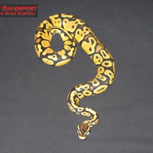 Male Lemon Pastel