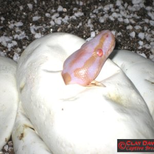 Albino hatching