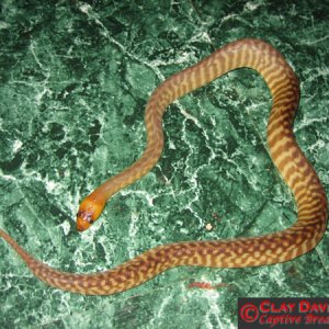 06 woma female