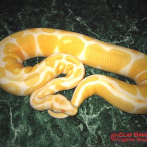 Albino Ball