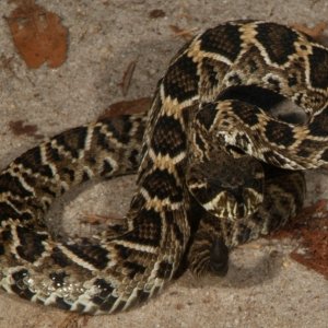 Little rattler laying in the path