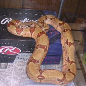05 Female pastel hypo