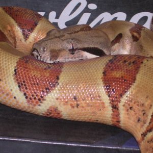 05 Femalw pastel hypo