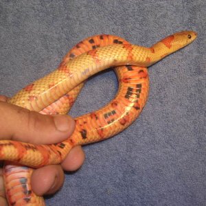 03 male variable
