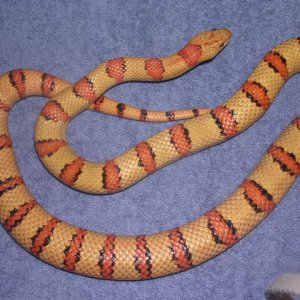 03male variable