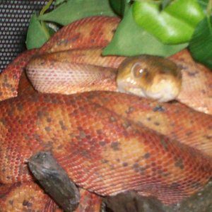 Female Amazon