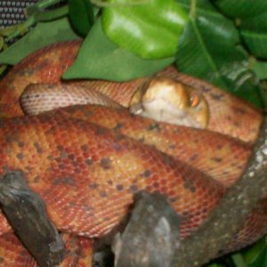 Female Amazon