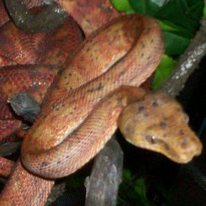Female Amazon