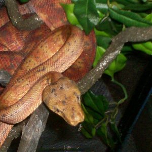 Female Amazon