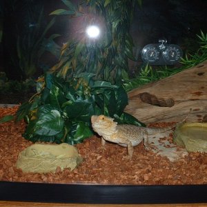 Rupert the Beardie in his new 110 Gallon home.