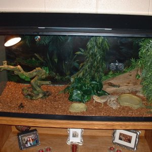 110 gallon beardy tank