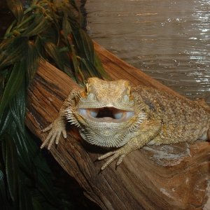 Rupert in a bad mood.