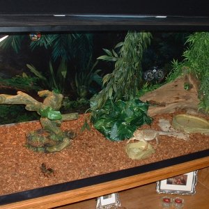 Another shot of Ruperts new 110 gallon habitat.