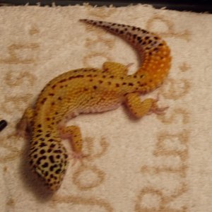 bichitos017