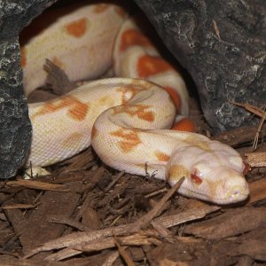 MYSTIQUE-06' Albino Boa