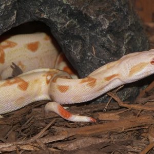MYSTIQUE-06' Albino Boa