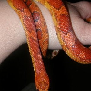 Flame17