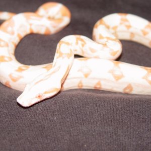 New_litter_018