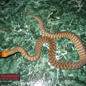 woma_male