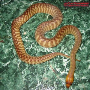 woma_female