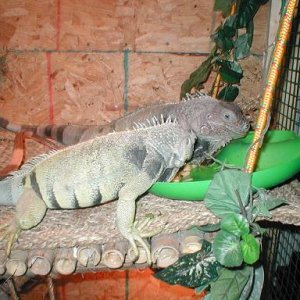 4 Year Old Male Iguana