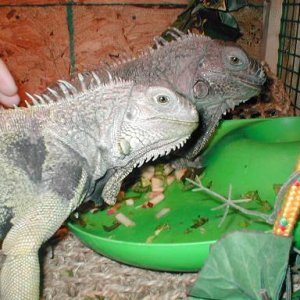 4 Year Old Male Iguana