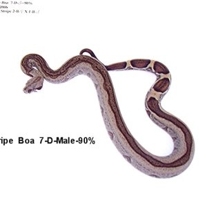 7-D-Male-90%
