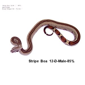 12-D-Male-85%