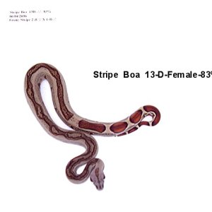 13-D-Female-83%
