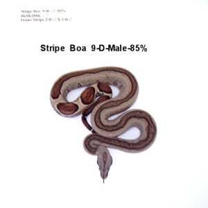 9-D-Male-85%